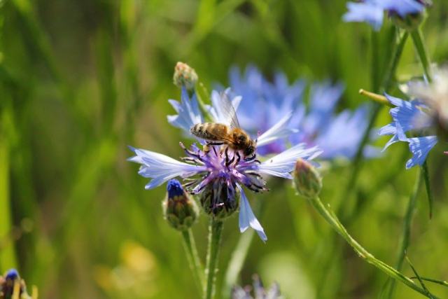 Couvreur villeneuve d ascq : Courtois Couverture